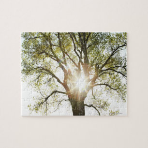 Puzzle Árbol Sunlit
