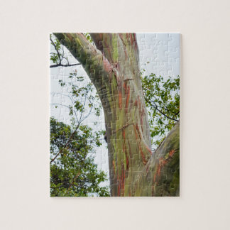 Puzzle Árboles de eucalipto del arco iris, Maui, Hawaii,