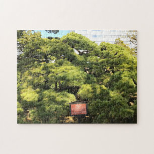 Puzzle Árboles de pino de 300 años