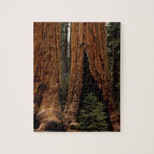 Puzzle Árboles de secuoya, Parque Nacional Sequoia.