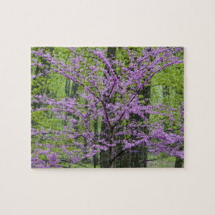 Puzzle Árboles Redbud en plena floración primaveral cerca