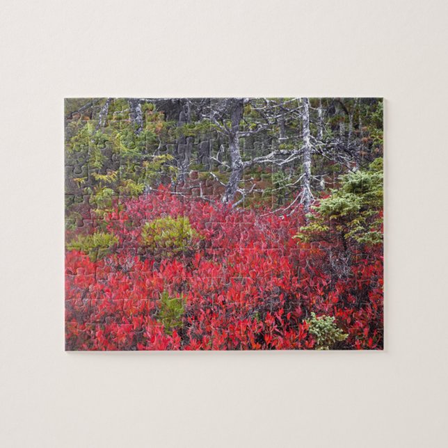 Puzzle Arbustos de arándanos y pinos (Horizontal)