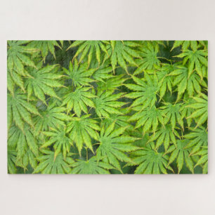Puzzle Arce Japonés Acer Shirasawanum Palmatifolium