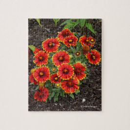 Puzzle Arizona Sun Blanketflowers