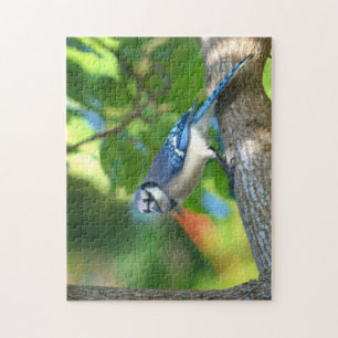 Puzzle Arrendajo Azul Posado en Árbol Fotografía de la Na