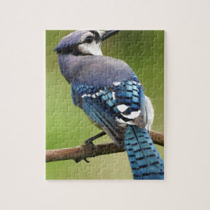 Puzzle Arrendajo azul que piensa en usted papá de la mamá