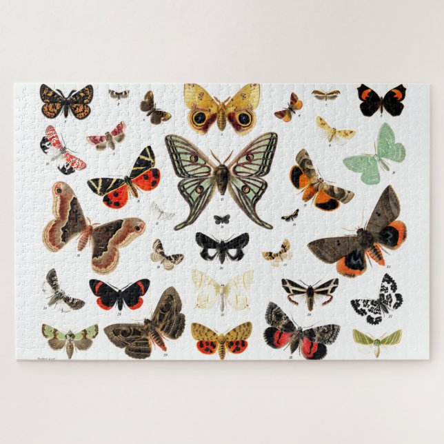 Puzzle Arte de Ilustracion de mariposas y polillas de épo (Horizontal)