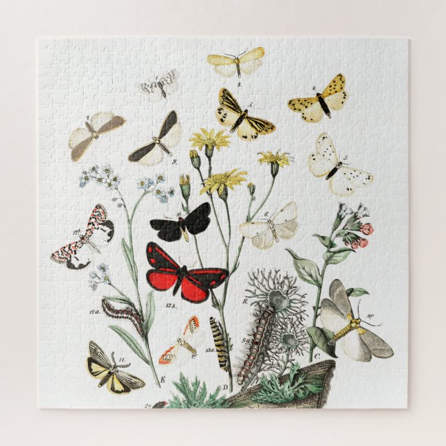 Puzzle Arte de Ilustracion de mariposas y polillas de épo (Vertical)