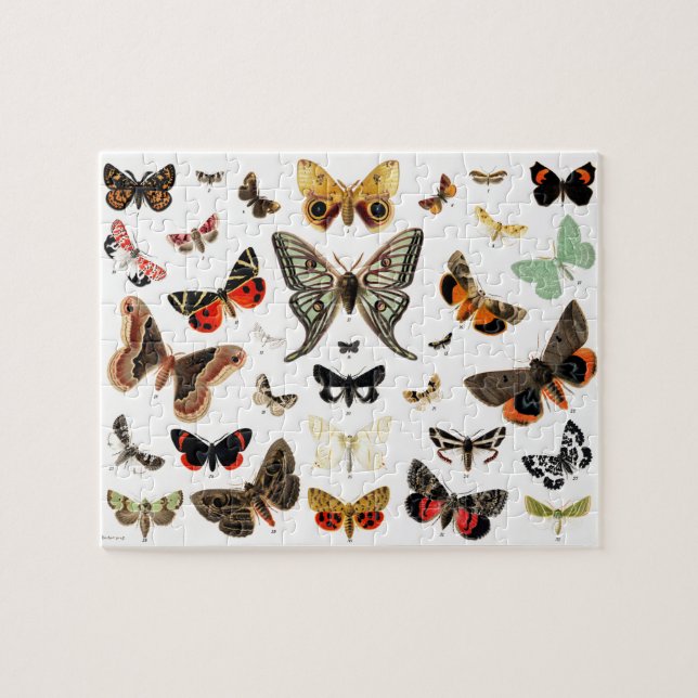 Puzzle Arte de Ilustracion de mariposas y polillas de épo (Horizontal)