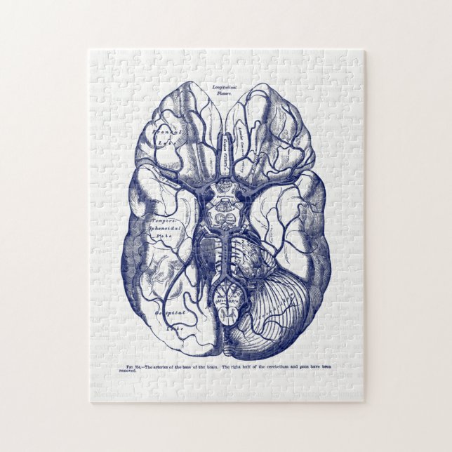 Puzzle Arterias de anatomía de época de la marina humana  (Vertical)