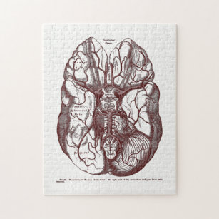 Puzzle Arterias de anatomía vintage del rojo del cerebro 