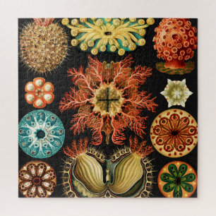 Puzzle Ascidiae, Seescheiden Marine Life, por Ernst Haeck