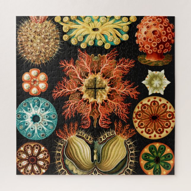 Puzzle Ascidiae, Seescheiden Marine Life, por Ernst Haeck (Vertical)