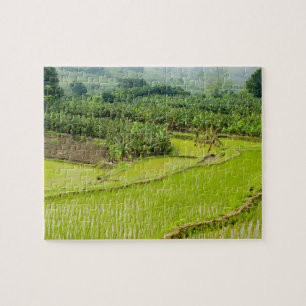 Puzzle Asia, China, provincia de Yunnan, Honghe. Banana