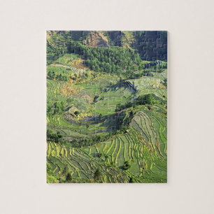 Puzzle Asia, China, Yunnan, Yuanyang. Patrón de verde
