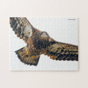Puzzle Asombroso águila calva viaja