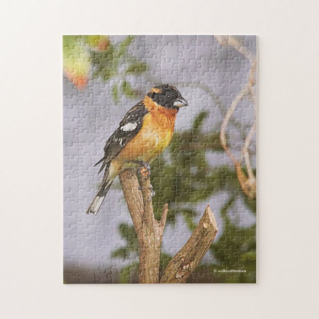 Puzzle Asombroso pájaro Grosbeak con cabeza negra en rama (Vertical)