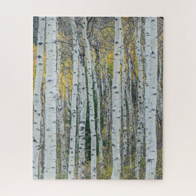 Puzzle Aspen Tree Trunks | Aspen, Colorado (Vertical)
