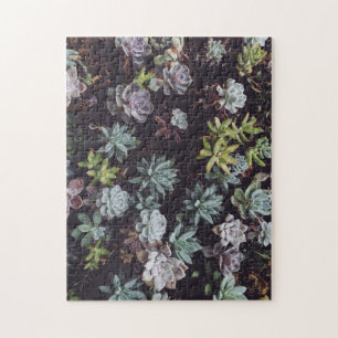 Puzzle Assortment of Small Succulent Plants