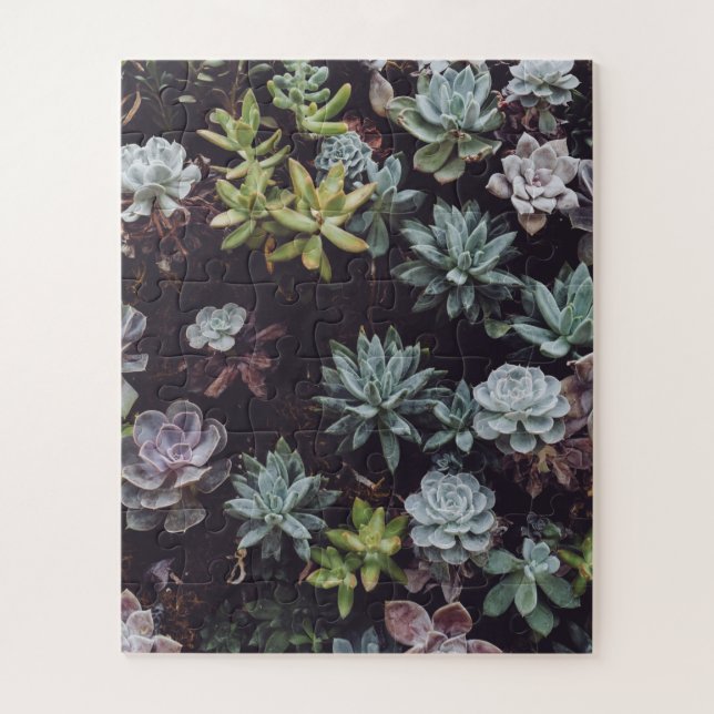 Puzzle Assortment of Small Succulent Plants (Vertical)