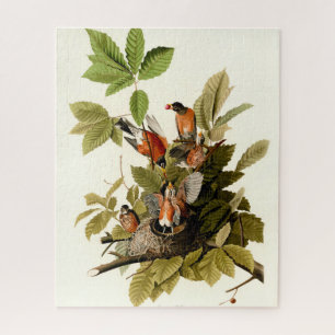 Puzzle Audubon American Robin Wildlife Bird Ilustracion