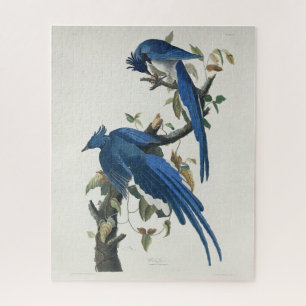 Puzzle Audubon Columbia Jay Black Thropie Magpie Jay