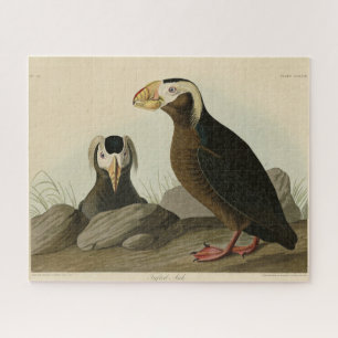 Puzzle Auk Tufted (Puffin) - Aves de América de Audubon