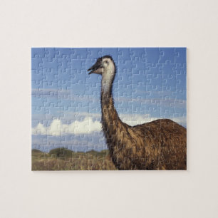 Puzzle Australia, Australia Occidental. Emú (Dromaius