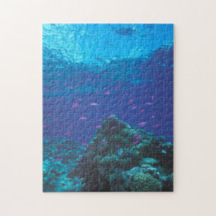 Puzzle Australia, Gran Barrera de Coral. Enjambre Púrpura