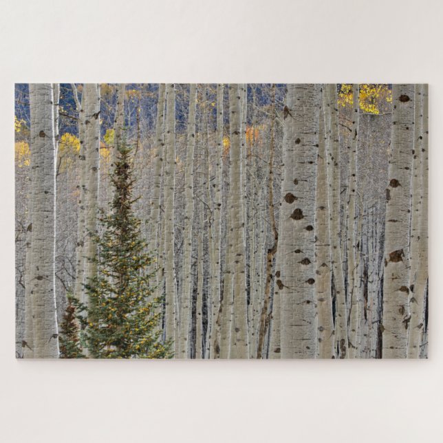 Puzzle Autumn Aspen Groves | Montañas Rocosas de Colorado (Horizontal)