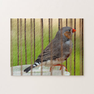 Puzzle Ave de Zebra Finch en jaula