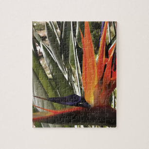 Puzzle Ave del Paraíso Strelitzia Reginae Acrílico Painti