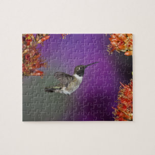 Puzzle Ave Humingbird, Archilochus alexandri,