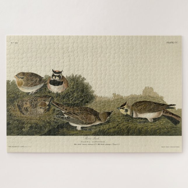 Puzzle Aves Audubon de América (Horizontal)
