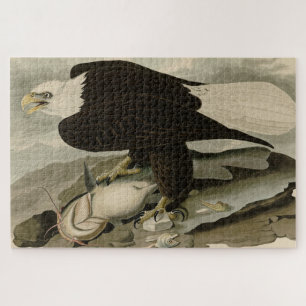 Puzzle Aves Audubon de América con la cabeza blanca (águi