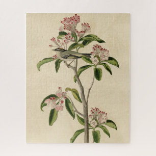 Puzzle Aves Audubon del Kinglet de Cuvier