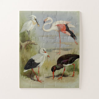 Puzzle Aves británicas, Ilustraciones de arte