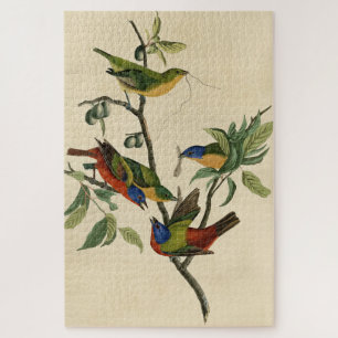 Puzzle Aves de América de Finch (Bunting) pintadas