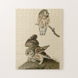 Puzzle Aves de América de la lechuza pequeña (Saw-whet) A
