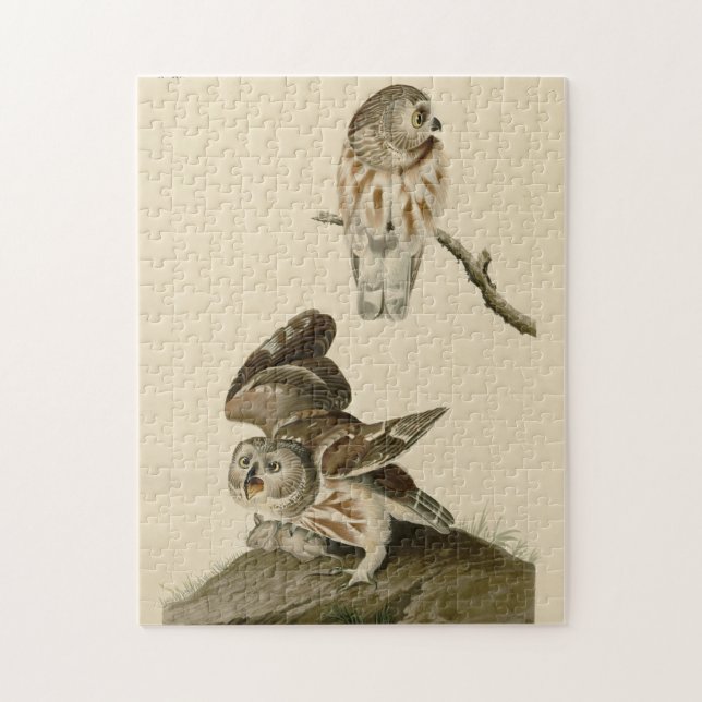 Puzzle Aves de América de la lechuza pequeña (Saw-whet) A (Vertical)