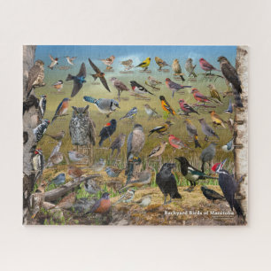 Puzzle Aves del patio trasero de Manitoba