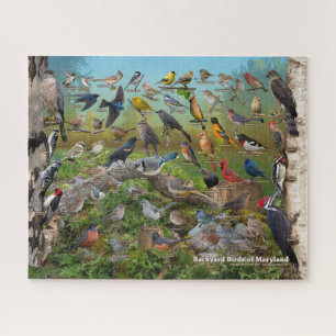 Puzzle Aves del patio trasero de Maryland