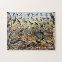 Aves del patio trasero de Montana