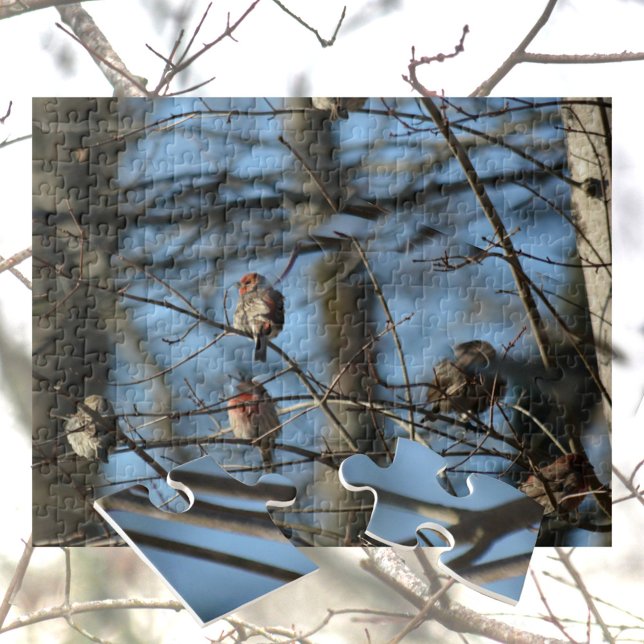 Puzzle Aves fotográficas de House Finch (Subido por el creador)