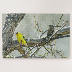 Puzzle Aves macho y hembra de Goldfinch