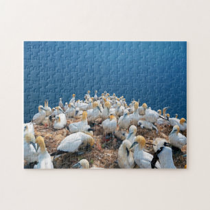 Puzzle Aves marinas