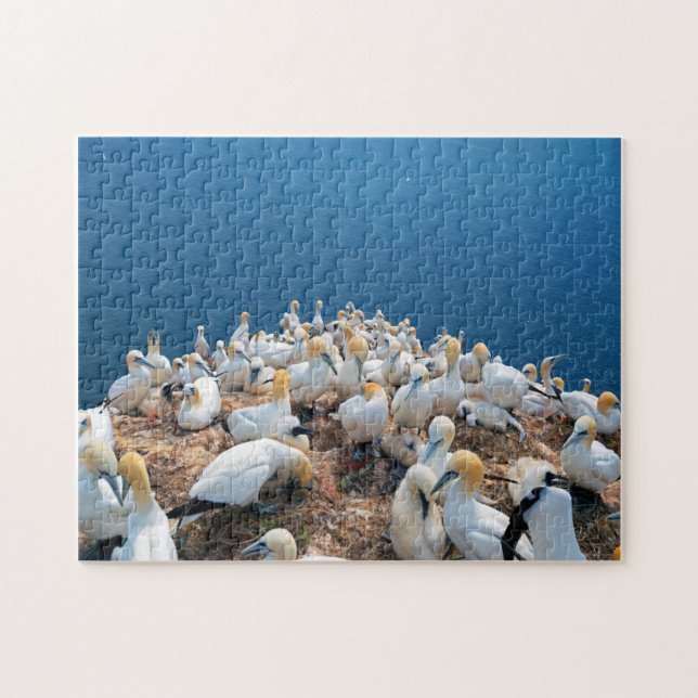 Puzzle Aves marinas (Horizontal)