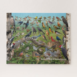 Puzzle Aves traseras de Massachusetts