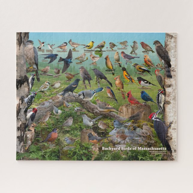 Puzzle Aves traseras de Massachusetts (Horizontal)