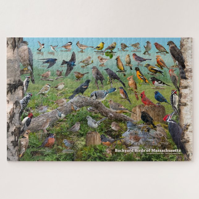 Puzzle Aves traseras de Massachusetts (Horizontal)